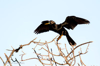 Anhinga_Male-6721