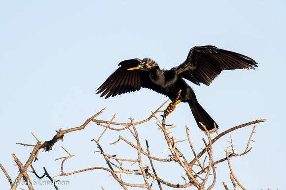 Anhinga_Male-6721