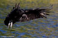 Black_Vulture-6210